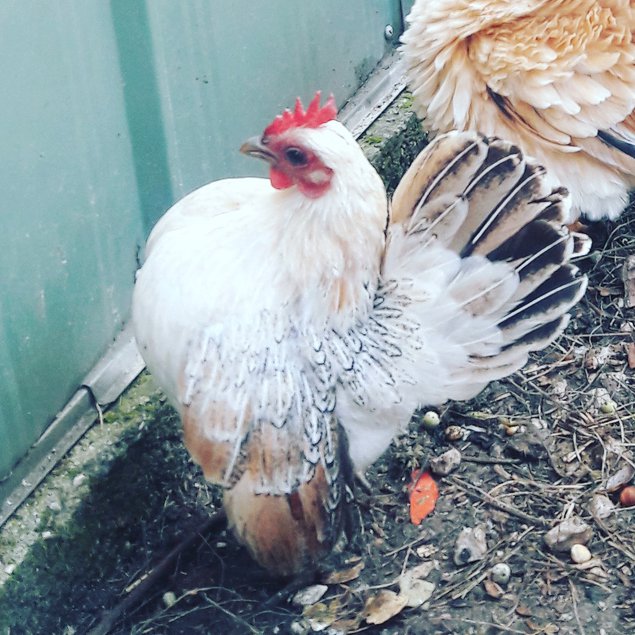 Oeufs de serama malais lisses et frisés
