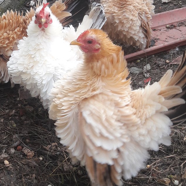 Oeufs de serama malais lisses et frisés