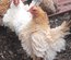 Oeufs de serama malais lisses et frisés