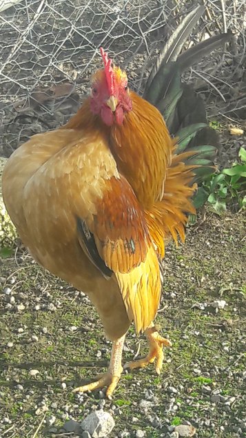 Oeufs de serama malais lisses et frisés
