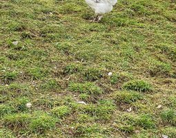 Marans herminée souche Guerinel