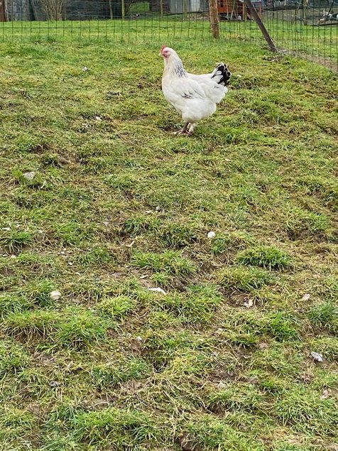 Marans herminée souche Guerinel