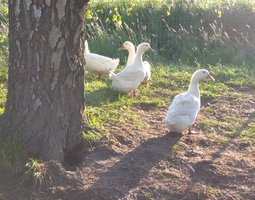 Oeuf fécondé de cane pékin