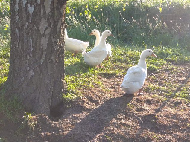 Oeuf fécondé de cane pékin