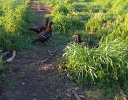 Oeuf fécondé de cane barbarie bronzé