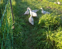 Oeuf fécondé de cane barbarie gris perle