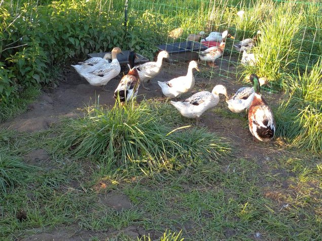 Oeuf fécondé de cane streicher