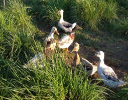 Oeuf fécondé de cane pompon truité