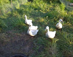 Oeuf fécondé de cane de forest