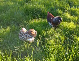 bantam de pékin porcelaine rouge (millefleur)