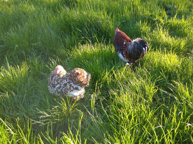 bantam de pékin porcelaine rouge (millefleur)