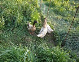 Oeuf fécondé de cane khaki campbell