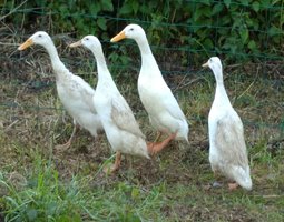 Oeuf fécondé de cane coureur indien blanc