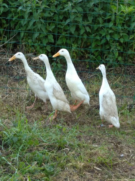 Oeuf fécondé de cane coureur indien blanc