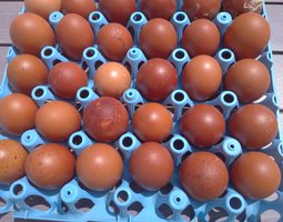 Oeuf fécondé de poule marans bleu cuivré et noir cuivré