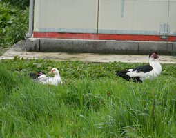 Oeuf fécondé de cane barbarie pie noir et pie bleu