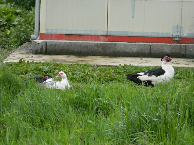 Oeuf fécondé de cane barbarie pie noir et pie bleu