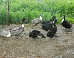 Oeuf fécondé de cane duclair noir et duclair bleu