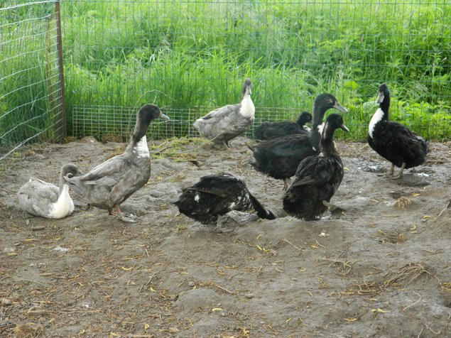 Oeuf fécondé de cane duclair noir et duclair bleu