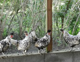 Oeuf fécondé de poule appenzelloise huppé argenté