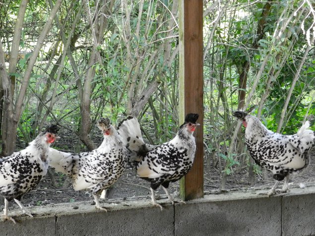 Oeuf fécondé de poule appenzelloise huppé argenté