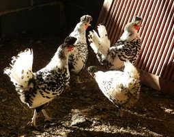 Oeuf fécondé de poule appenzelloise huppé argenté