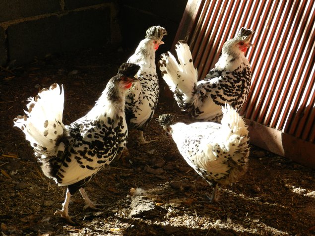 Oeuf fécondé de poule appenzelloise huppé argenté