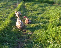 Oeuf fécondé de cane barbarie brun