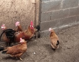 Oeuf fécondé de poule leghorn fauve herminée noire