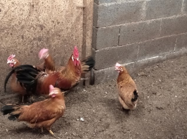 Oeuf fécondé de poule leghorn fauve herminée noire