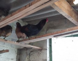 Oeuf fécondé de poule araucana sauvage