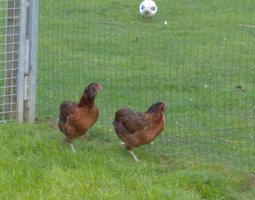 Oeuf fécondé de poule araucana sauvage