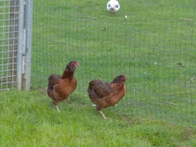 Oeuf fécondé de poule araucana sauvage