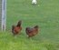Oeuf fécondé de poule araucana sauvage