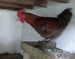 Oeuf fécondé de poule marans bleu cuivré et noir cuivré