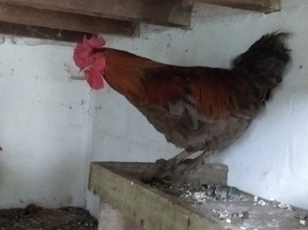 Oeuf fécondé de poule marans bleu cuivré et noir cuivré