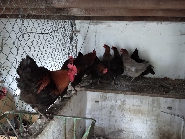 Oeuf fécondé de poule marans bleu cuivré et noir cuivré