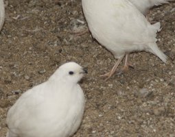 Oeufs fécondés de colin de Virginie blanc