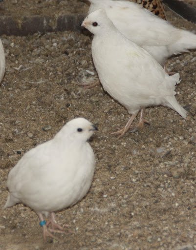 Oeufs fécondés de colin de Virginie blanc