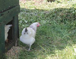 sussex herminées