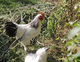 sussex herminées