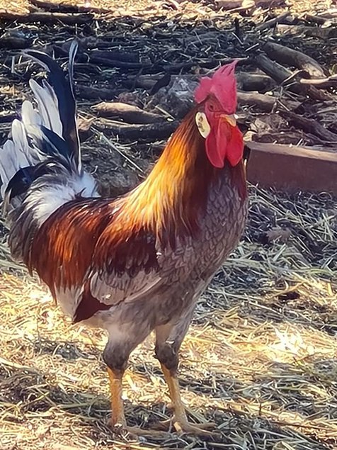 leghorn doré bleu