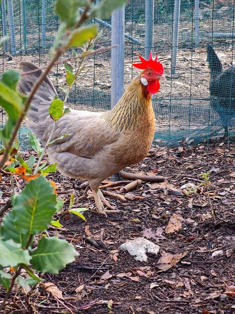 leghorn doré bleu