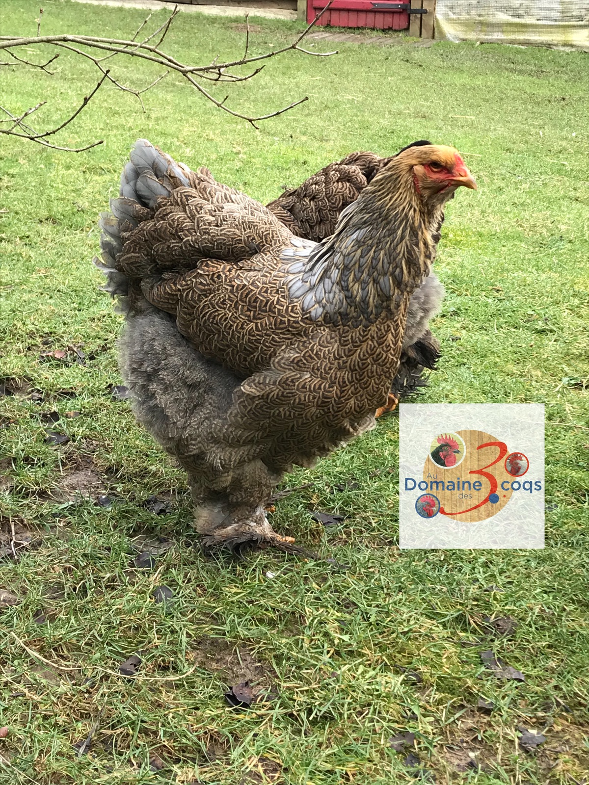 Blue Gold Partridge Brahma Hen