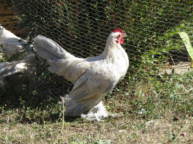 Oeufs Sabelpoot porcelaine isabelle