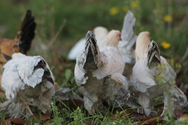 Oeufs Sabelpoot porcelaine isabelle
