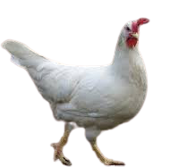Oeuf à couver super pondeuse Leghorn