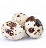 oeuf de caille à couver