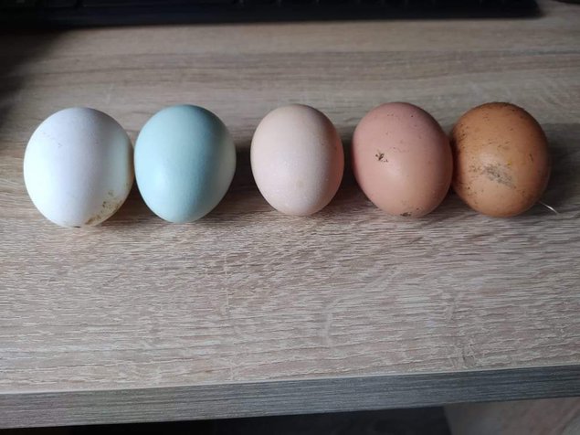 Oeufs colorés