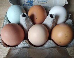 Oeufs colorés